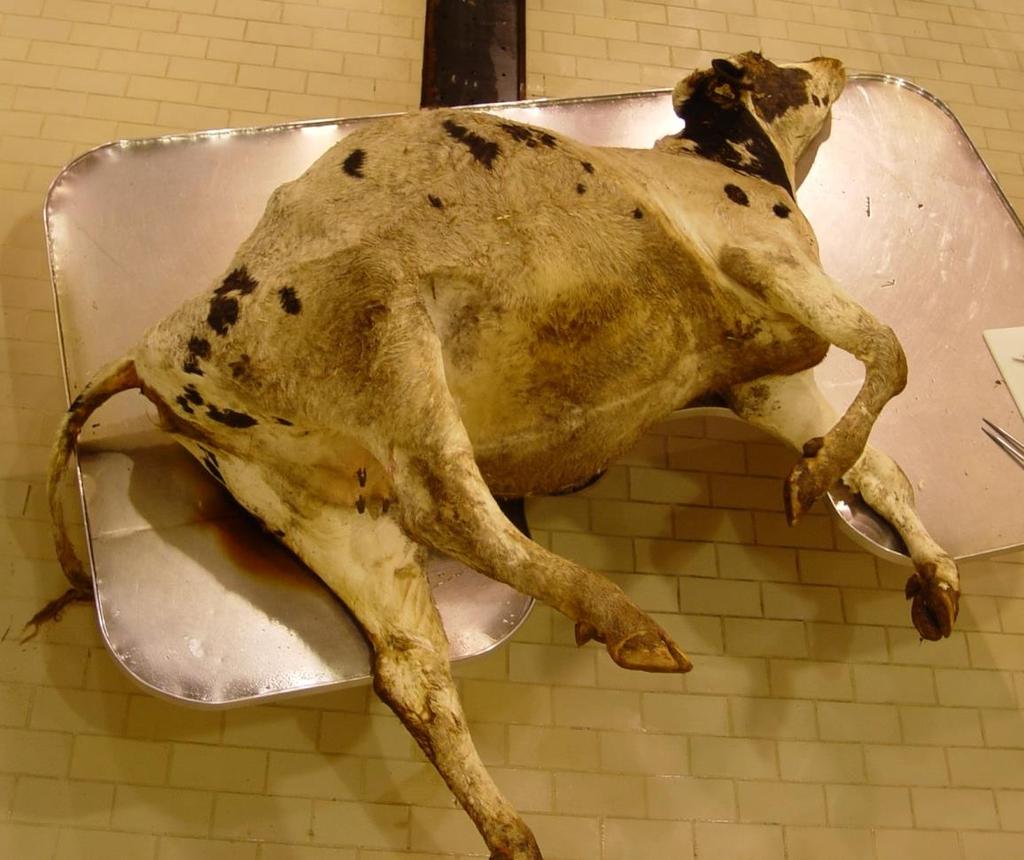 Case #2 Signalment and History: Pregnant dairy cow that was found dead in