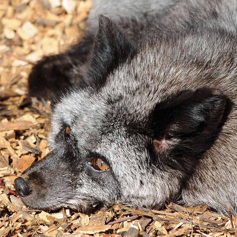 Case #3 Signalment and History: An adult silver fox (fur farm) with a 2 week history or respiratory distress.