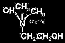 Acetylated ChEs
