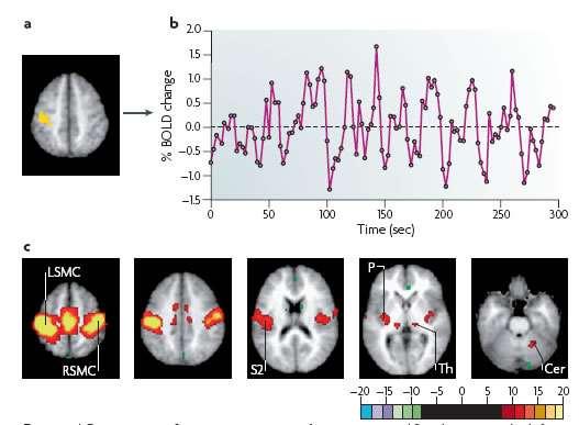 Neural basis of resting state fmri