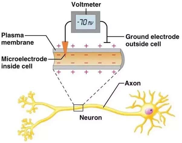 Electrophysiology of Neuron Membrane potential: