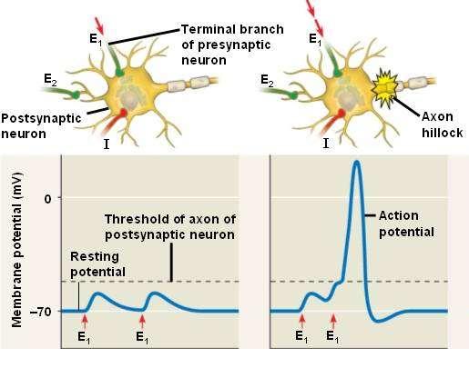 Electrophysiology of Neuron Synaptic inputs are summed at cell body (axon hillock).