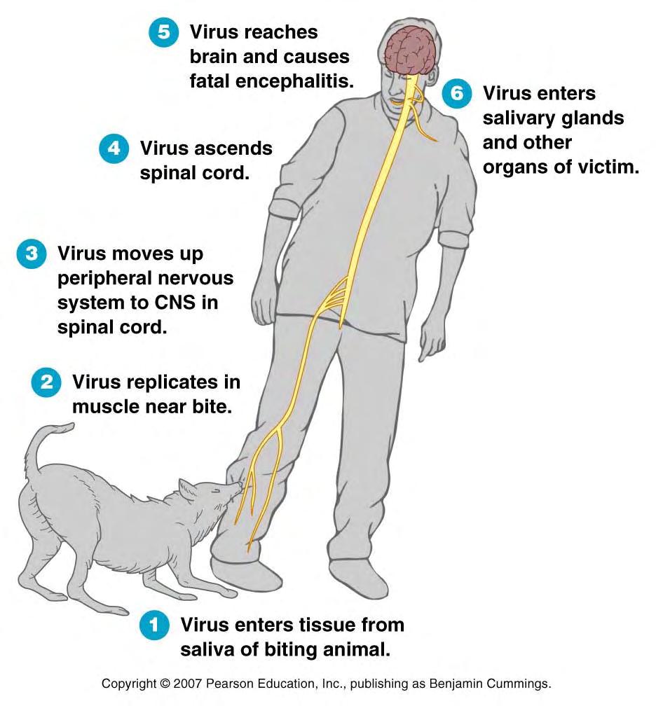 rabies virus is a Lyssavirus (enveloped, RNA-) transmitted via bite of infected animal (dogs, bats) incubation