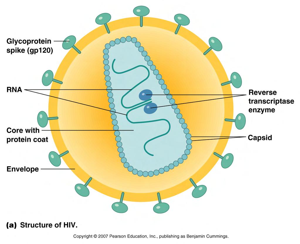 Human Immunodeficiency Virus (HIV) & AIDS (pp.