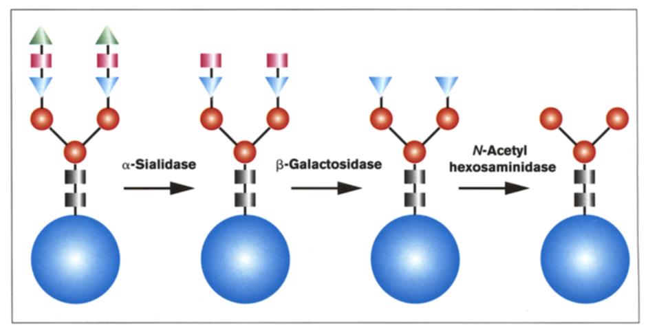 Crosstalk Glycoprotein synthesis Bill and Flitsch 147 Figure 2 Glycoprotein remodelling of glucocerebrosidase for the treatment of Gaucher s disease [8,91.