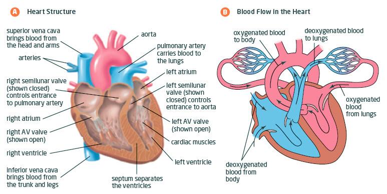 The Circulatory System: The Heart The heart is the organ that pumps the blood throughout the body.