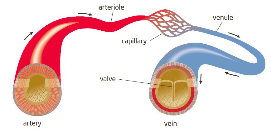 The Circulatory System: Arteries and Veins Arteries carry blood from the heart to all body parts.