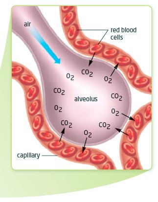 in the alveoli Hemoglobin is the protein in red blood