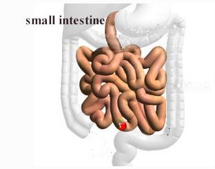 Small Intestine Long (6 metres) and