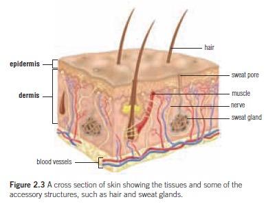 Skin Animal Organs The largest organ in your body.
