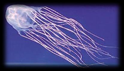 Box Jellyfish (Habu Kurage) There were 254 incidents of people being stung or bitten by dangerous sea creatures in 2016.