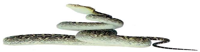Habu (Venomous Snake) Habu are more
