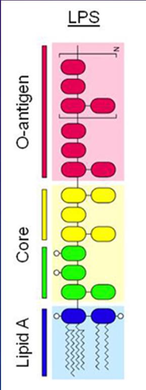 Dust Mid Chain Fatty Acids (C12:0 C14:0) Median Long Chain Fatty Acids (C16:0 C18:0) Median Current Asthma* Odds Ratio