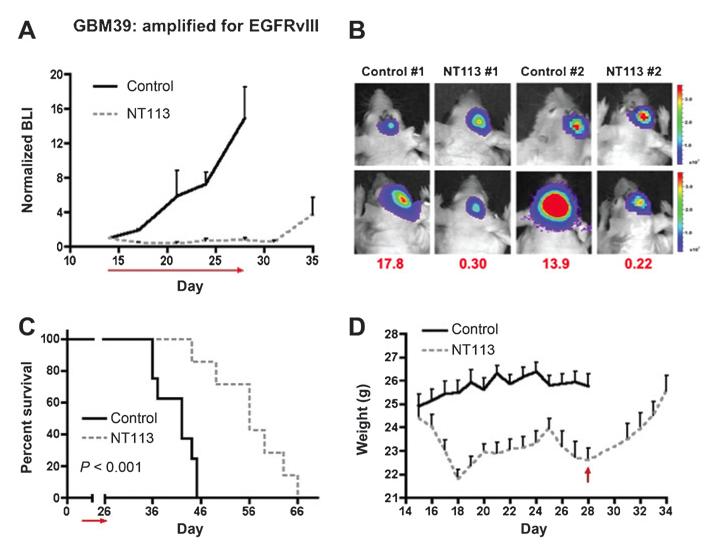 GBM 39: PDX tumor model driven by EGFRvIII