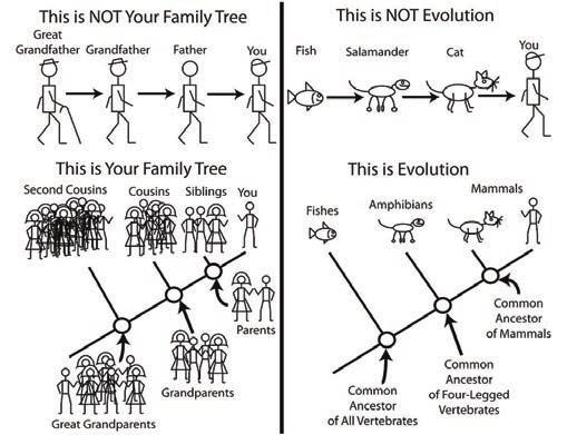 Back to Darwin s problem: Q: How can such biological barriers evolve in a population? A: It's REALLY hard if there is unrestricted gene flow.