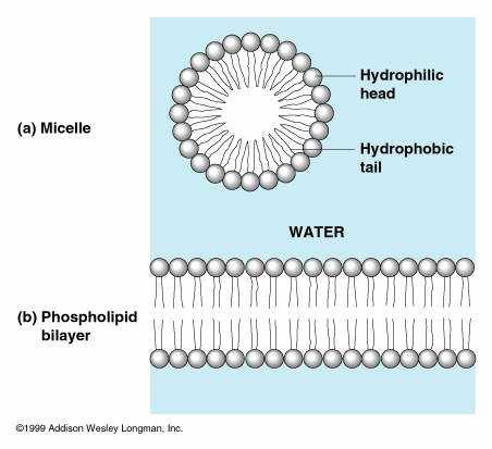 3 LIPIDS DIVERSE HYDROPHOBIC MOLECULES Lipids have little or no affinity for water and have no monomers. They consist mostly of hydrocarbons.