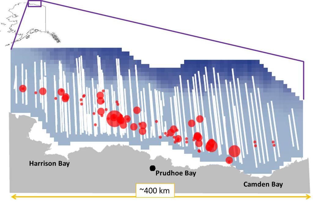 ACS Spyhopper Bowheads, cont. Figure 4: Figure 5: Aerial surveys were flown over the southern Alaskan Beaufort Sea in the autumn of 2008 in area where seismic survey operations were occurring.