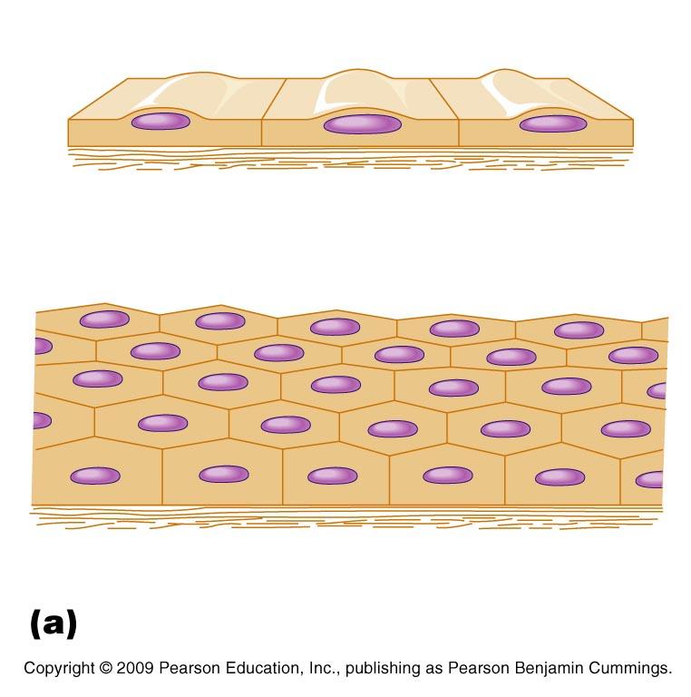 D. Classification of Epithelia - epithelia have two names: one for cell layers and the other for