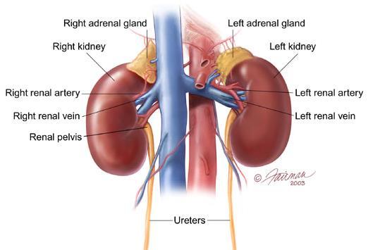 Renal Anatomy (The Basics) 2 bean shaped organs Retroperitoneal Immediately lateral to vertebral column Extend from T7 superiorly to L3 inferiorly R lies lower
