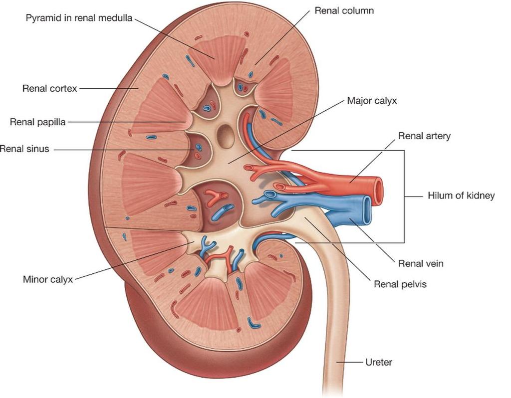 Each kidney has outer cortex and inner medulla. Urine is formed within functional subunits known as nephrons.