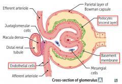 Filtration Blood plasma from the afferent arteriole is filtered through the glomerular barrier, which is made up of 3 layers: - Fenestrated capillary endothelium - Glomerular Basement membrane -
