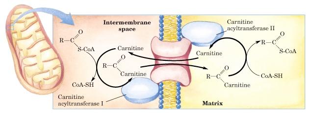 Oxidation of fatty acids - fatty acid breakdown Transport into mitochondria using carnitine intermediate Carnitine recycled Cytosolic and