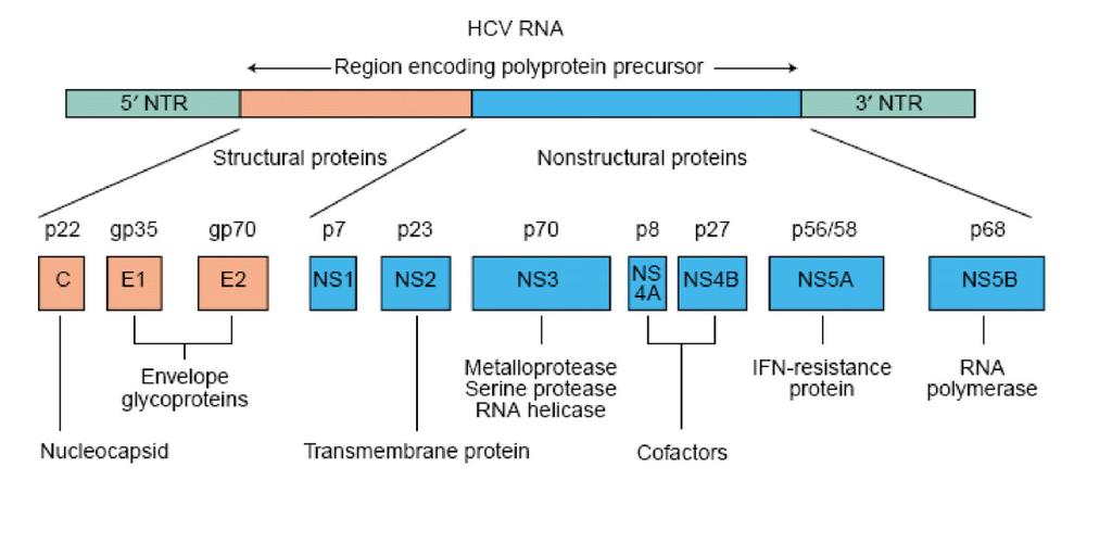 Sequencing of NS3 and NS5a for: - genotype