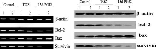 As shown in Figure 1A (agarose), the fragment of PPAR-g mrna was 474 bp in length, and the internal control, b-actin mrna, was detected (length 243 bp).