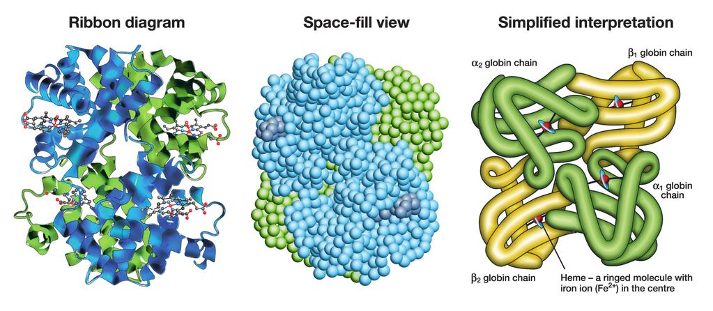 340. Proteins and Proteomics Figure 8 Three views of haemoglobin quaternary structure Proteomics Remember!