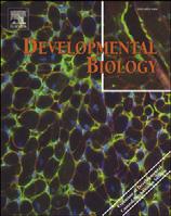 Developmental Biology 362 (2012) 141 153 Contents lists available at SciVerse ScienceDirect Developmental Biology journal homepage: www.elsevier.