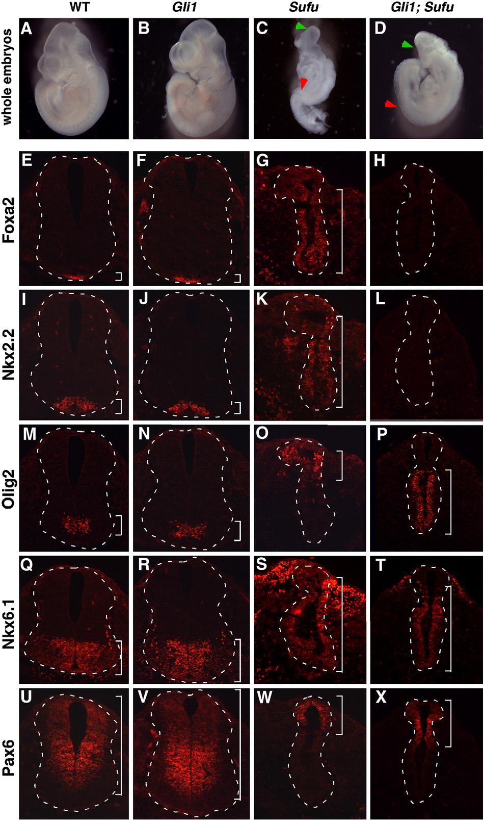 J. Liu et al. / Developmental Biology 362 (2012) 141 153 143 Fig. 1. The floor plate and V3 interneurons fail to form in Gli1;Sufu double mutant embryos. (A D) Lateral views of E10.