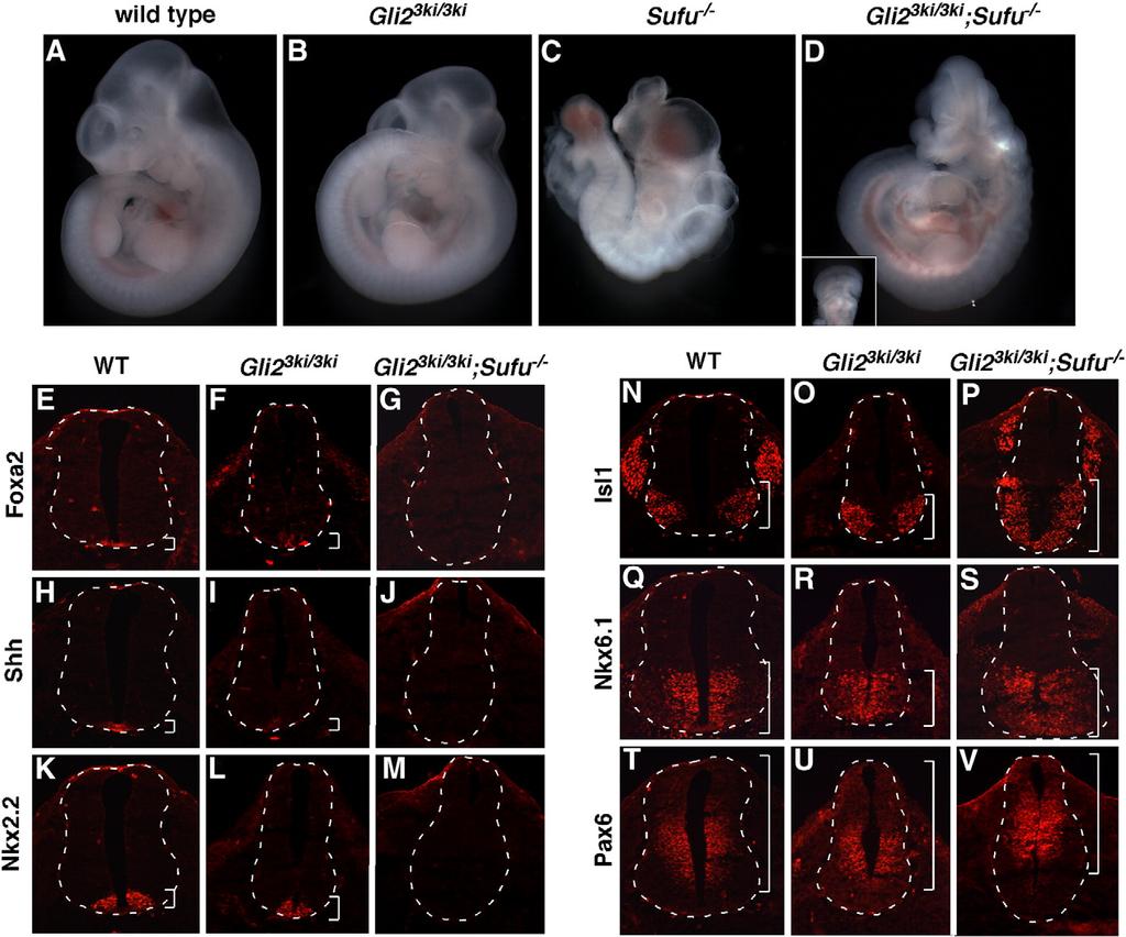J. Liu et al. / Developmental Biology 362 (2012) 141 153 147 Fig. 6. Sufu plays a positive role in Hh signaling during mouse spinal cord dorsoventral patterning. (A D) Lateral views of E10.