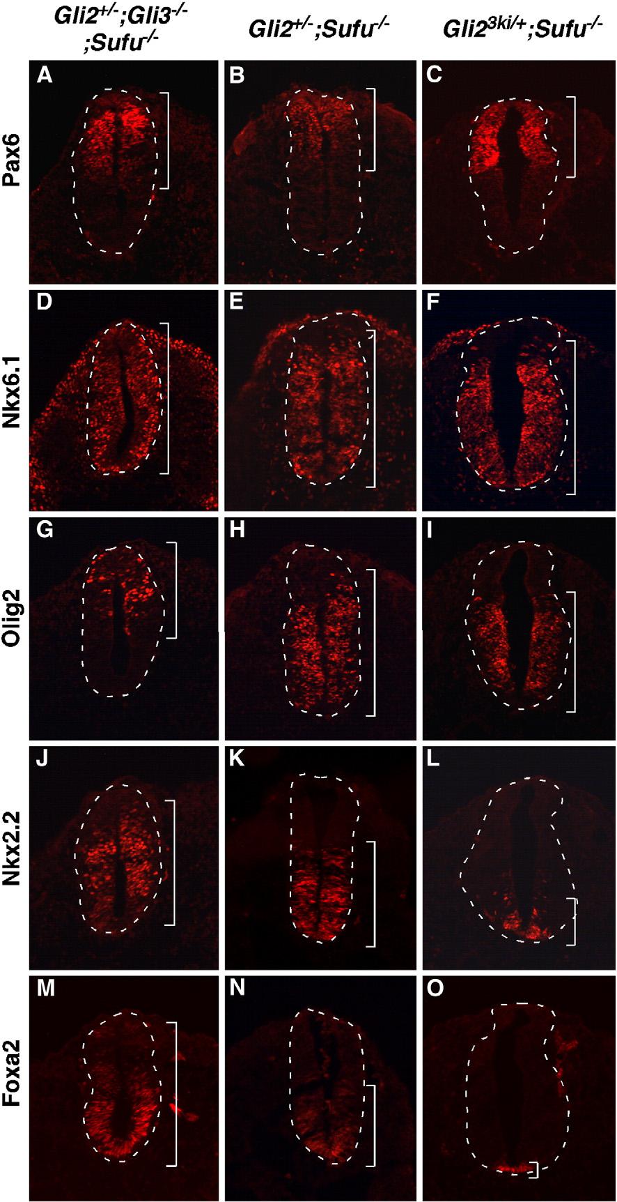 J. Liu et al. / Developmental Biology 362 (2012) 141 153 149 type and various mutant spinal cords at E9.5. In the wild type spinal cord, both Gli1 and Ptch1 are expressed in a ventral to dorsal gradient (Fig.