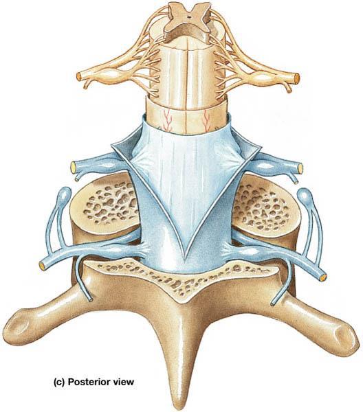 Arrangement and Functions of the Spinal Meninges Are continuous with the cranial meninges.