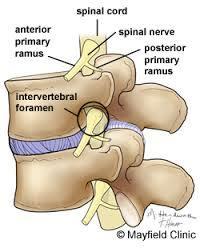 Opening between the vertebrae