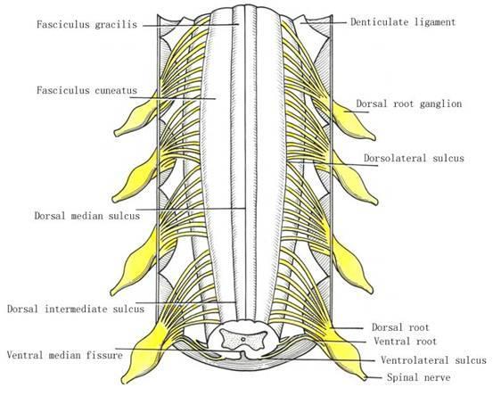 Structure of the Spinal Cord Typical adult spinal cord ranges between 42 and 45 centimeters (cm) (16 to 18 inches) in length.