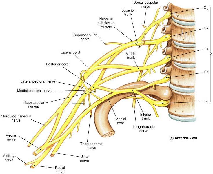 Brachial Plexus Musculocutaneous nerve - innervates biceps and brachialis