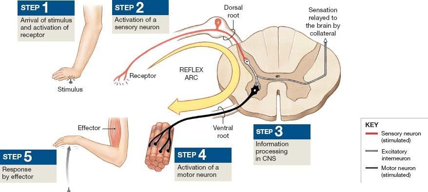 Reflex arc is a pathway involving: receptor, sensory neuron, motor