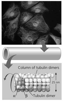 Microtubules (the largest) Intermediate fibers Microfilaments (the smallest) Think