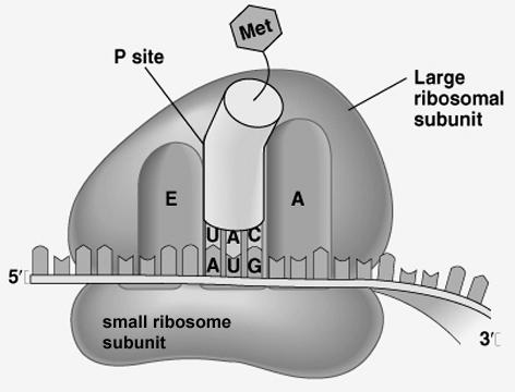 Ribosomes Protein factories Ribosomes Synthesizes most proteins.