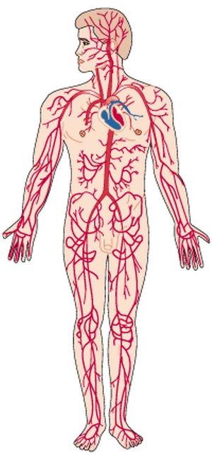 Blood vessels* 5. Fly trachea 6.