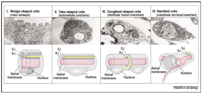 5 µm 2-5 cells compose the lumen circumference single tube-shaped cells with AJ encircle the