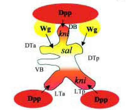 = dorsal branch DTa/p = dorsal trunk (anterior/posterior) VB = visceral branch SB = spiracular branch LTa/p = lateral trunk