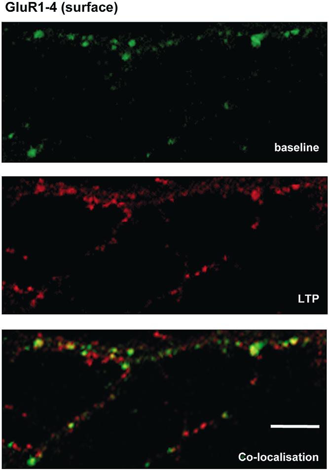 Recently studies have directly demonstrated that new AMPARs rapidly appear at silent synapses during a form of NMDAR-dependent LTP in hippocampal culture (Fitzjohn et al., 2001; Lu et al.