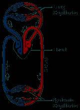 Anatomy Heart hollow muscular organ the right heart