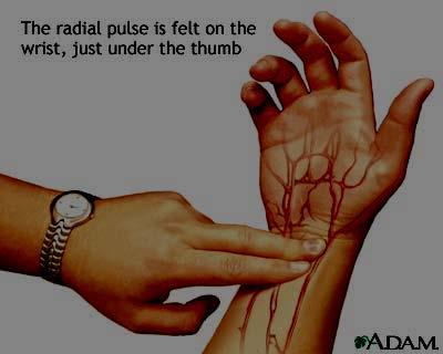 Pulses Importance Of Blood Radial at the wrist