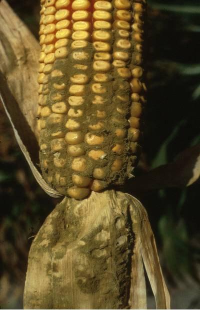 RISK FACTORS ANALYSIS AFB 1 analysis in corn is necessary to evaluate risk of AFM 1