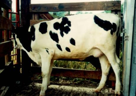 intake of high yielding dairy cow Contamination of basic feedstuffs in rations