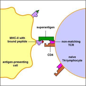 iii. Superantigens 1) Toxins that bind directly to MHC II on macrophages (without being processed) and form a crosslink with T cell receptors.