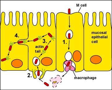 iv. Some pathogens can utilize actin fibers intracellularly to move through host cells (transcytosis). v.